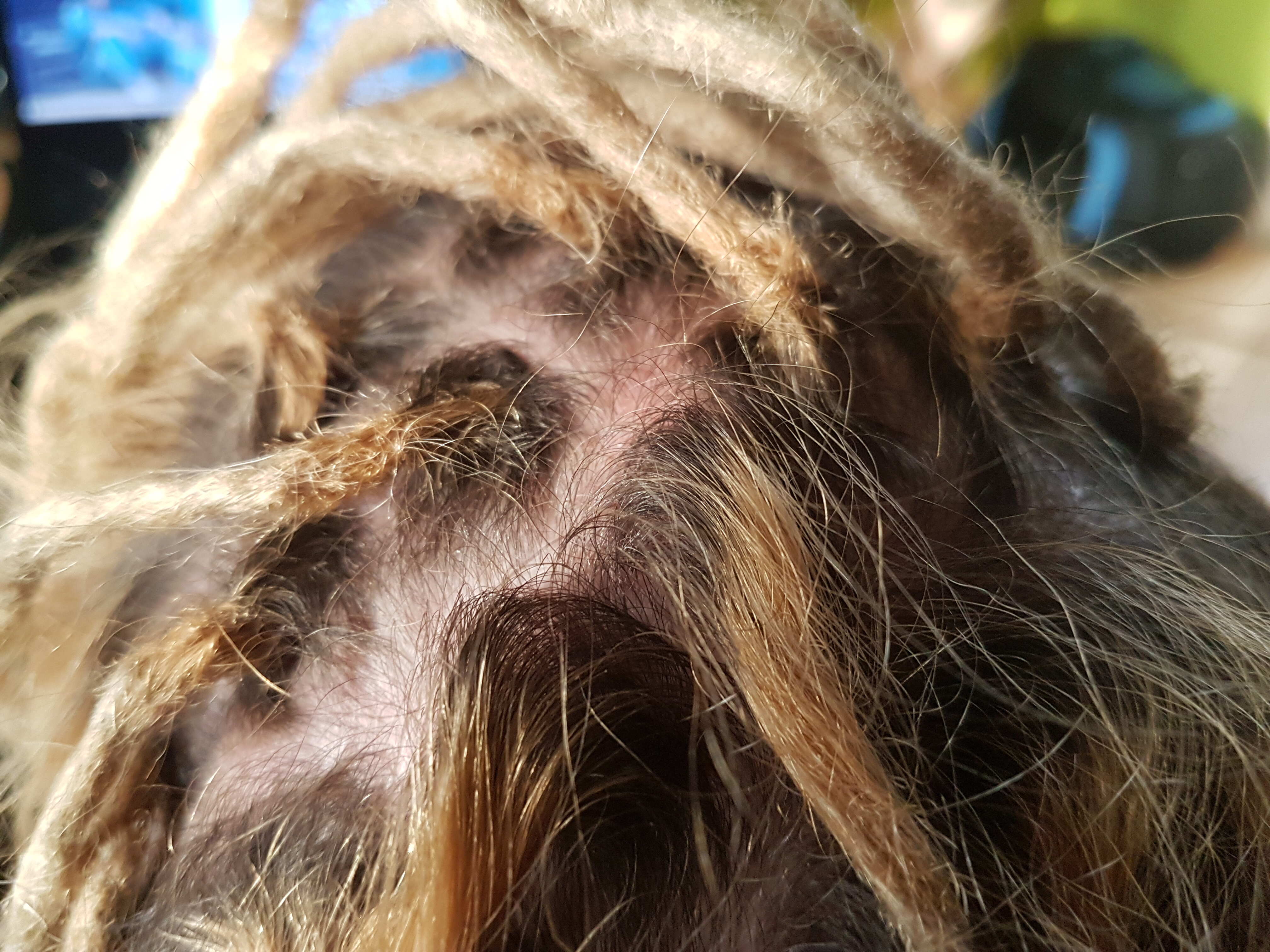 Ansatzpflege von Dreadlocks